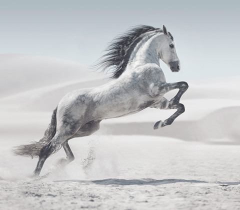 A gorgeous horse