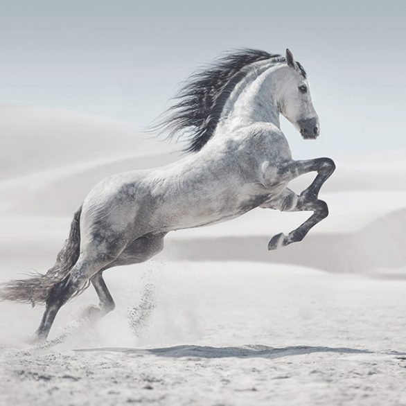 A gorgeous horse
