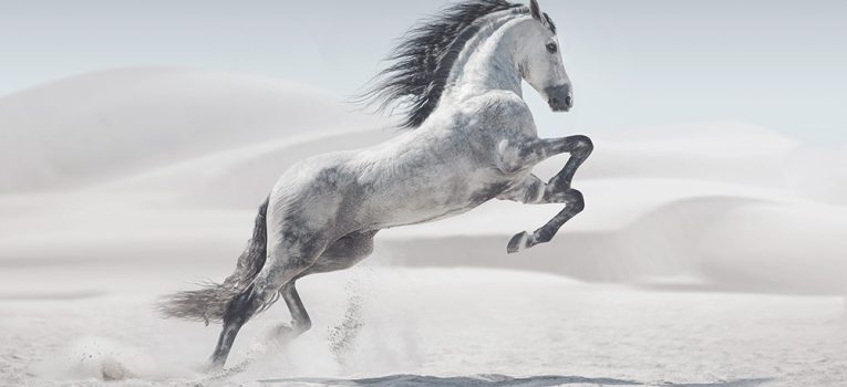 A gorgeous horse